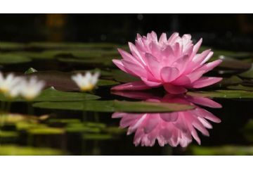 Yoga in Rosa