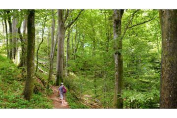 A passeggio tra alberi meravigliosi