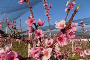 Pasqua di Resurrezione del Signore